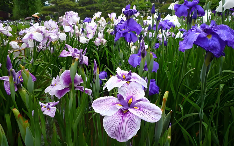 花菖蒲