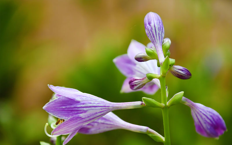 玉簪花