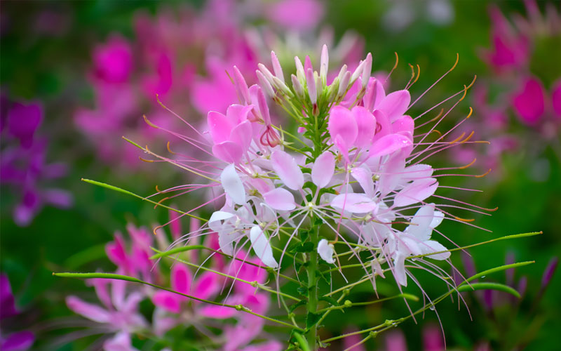 醉蝶花