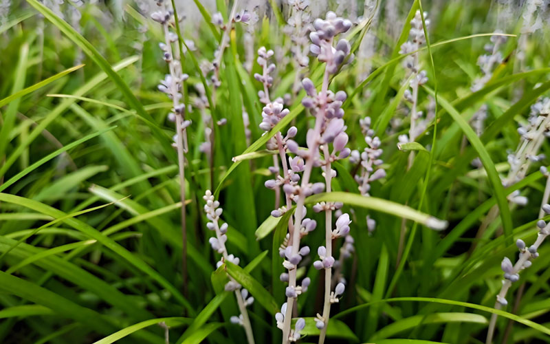 麦冬草