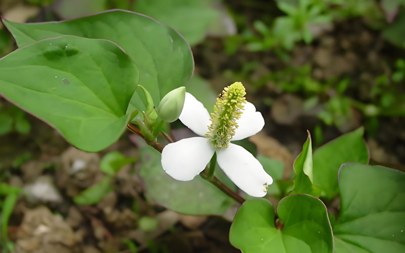 鱼腥草