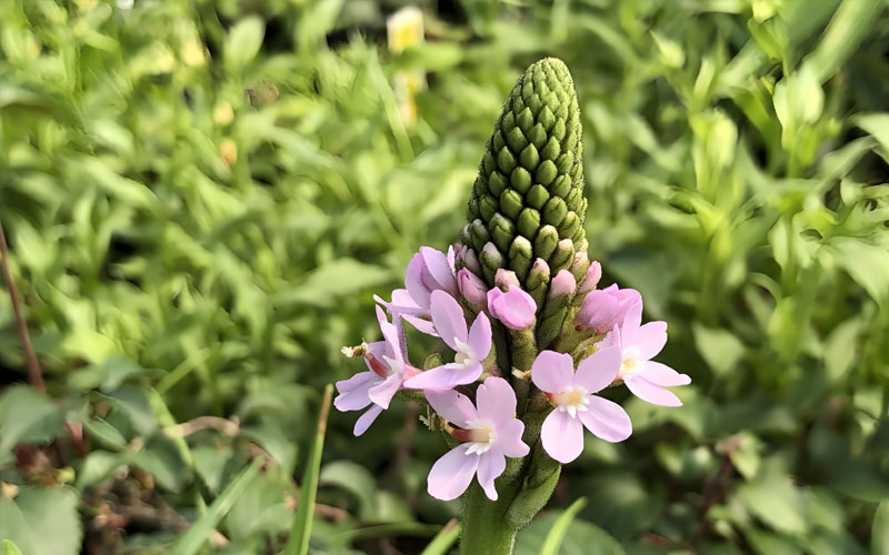 花柱草