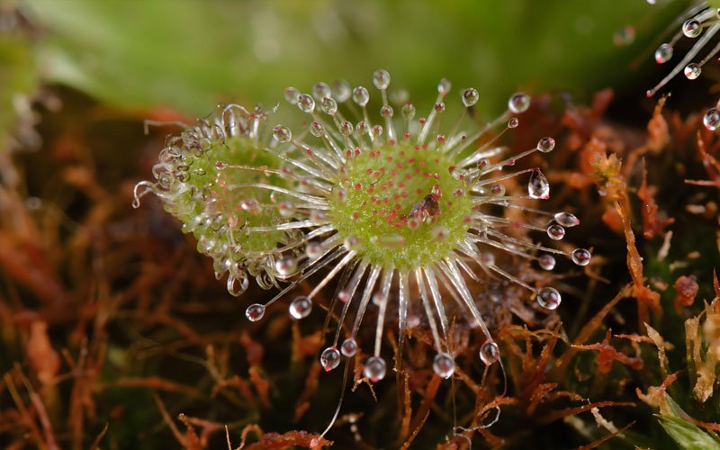 茅膏菜