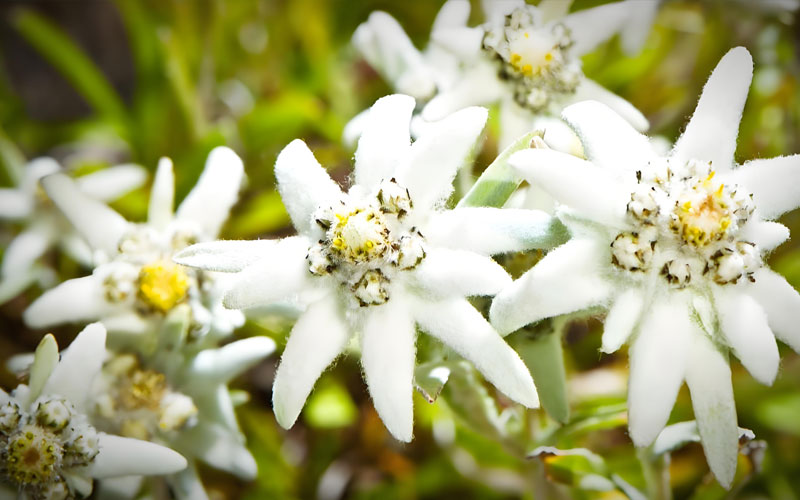 雪绒花