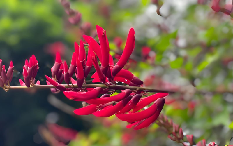 龙牙花