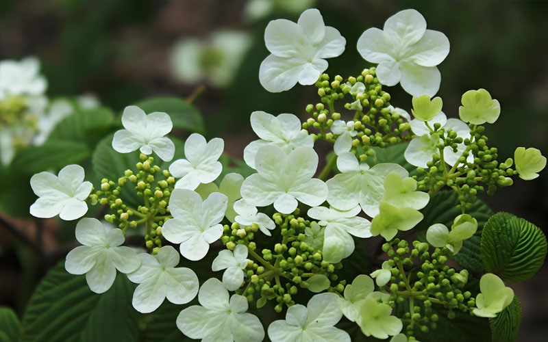 香荚蒾