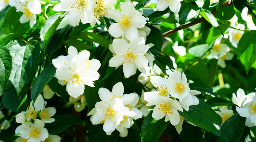 白色茉莉的花语是什么？